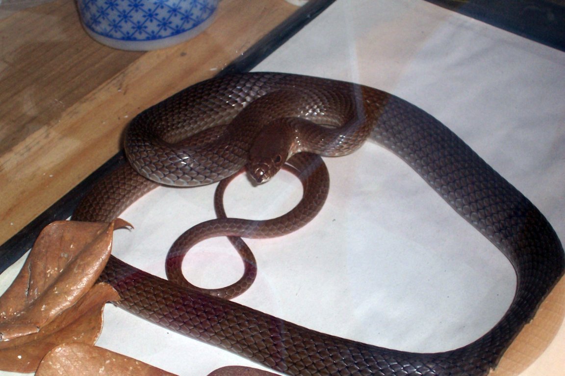 M. mentovarius 2