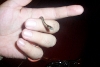 Rhadinaea