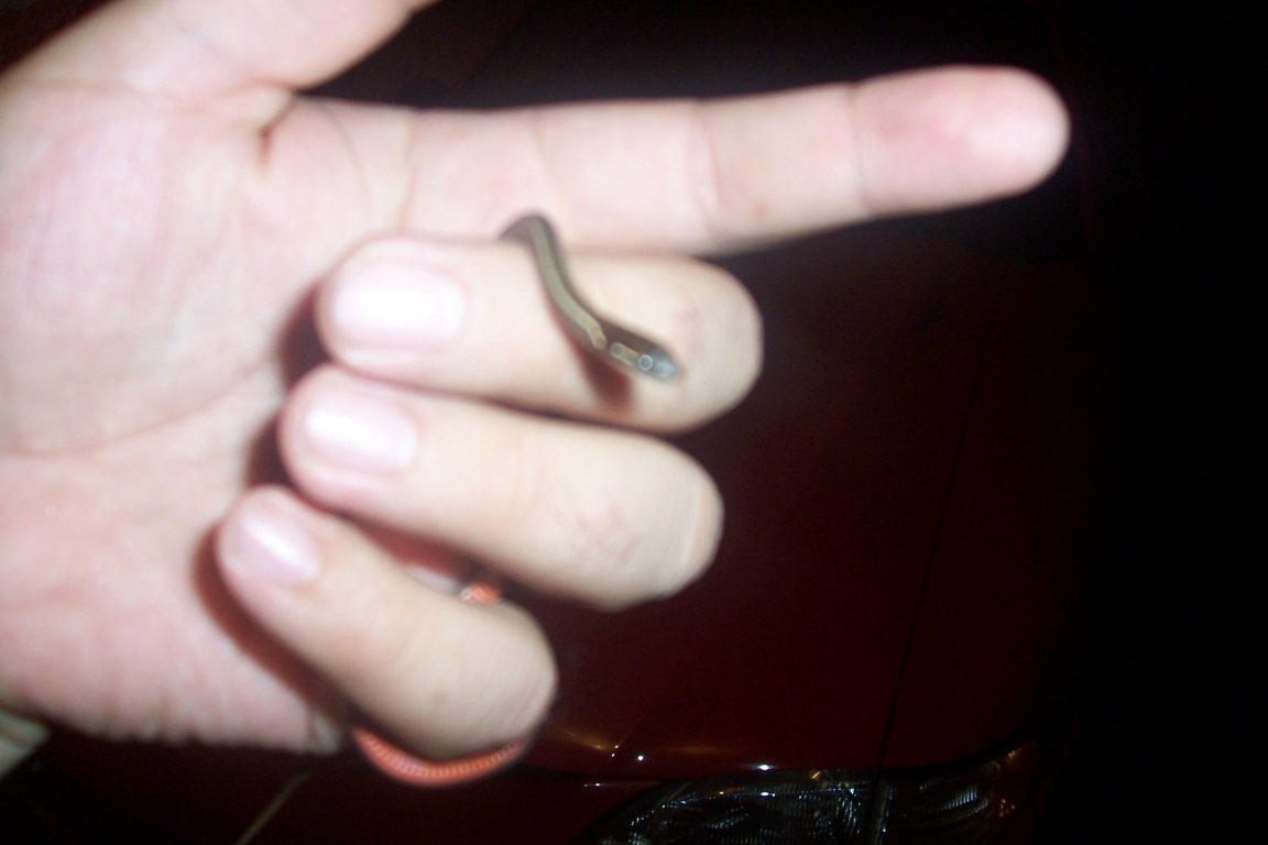 Rhadinaea