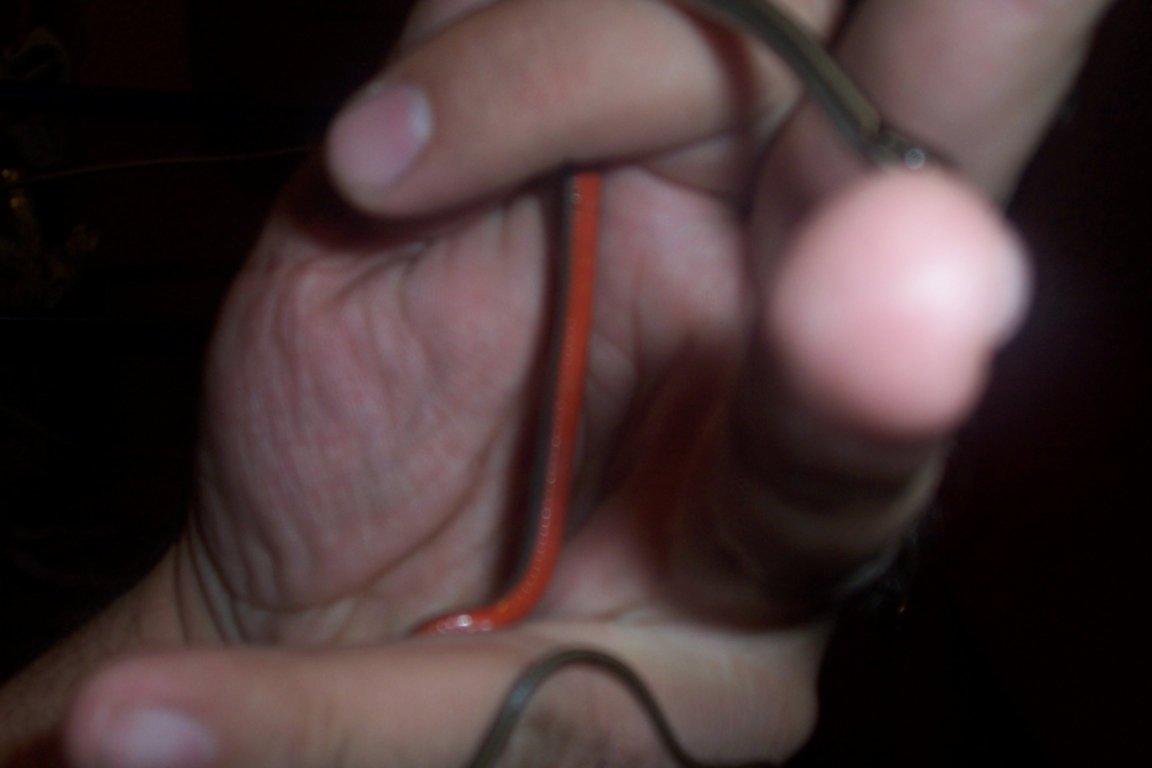 Rhadinaea2