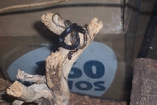 Rhadi3