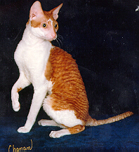 Cornish Rex