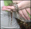 Hypo Baby # 7