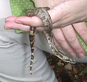 Hypo Baby # 7