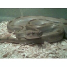 python