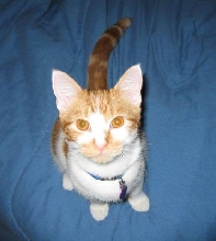 tiggy monster