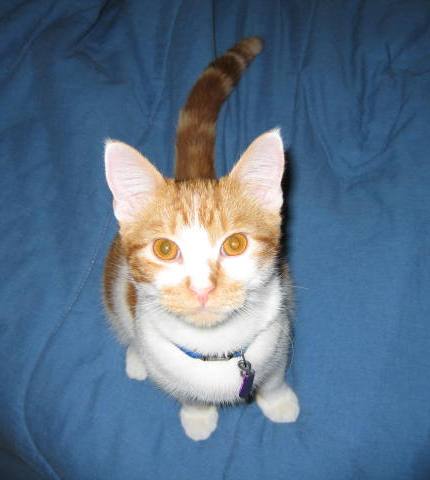 tiggy monster