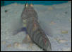 Saltwater - Austin Aquariums