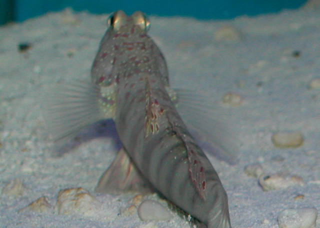 Saltwater - Austin Aquariums