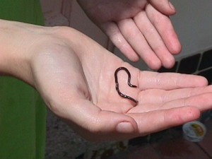 Brahminy Blindsnake
