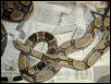 Het Sharp Chain