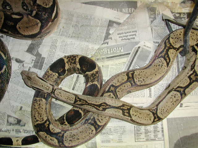 Het Sharp Chain