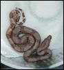 Hypo Baby # 3