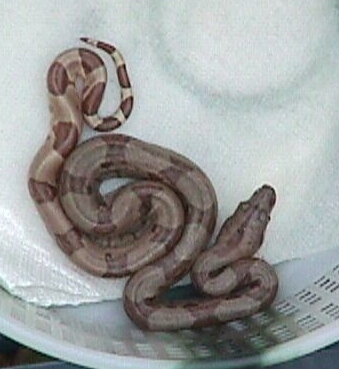 Hypo Baby # 3