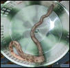 Hypo Baby # 5