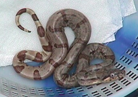 Hypo Baby # 6