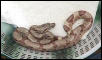 Hypo Baby # 8