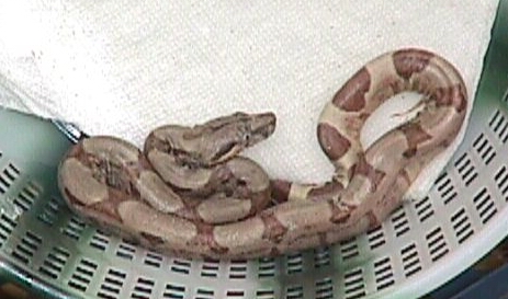 Hypo Baby # 8