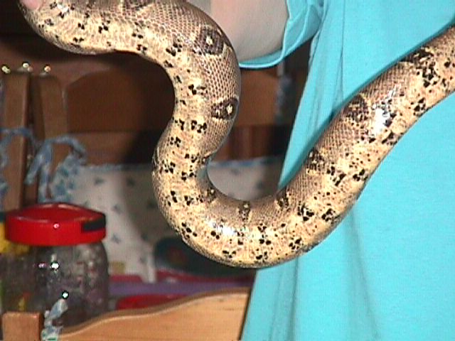 DH Blizzard Belly