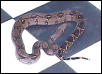 Lizzie - DH Blizzard