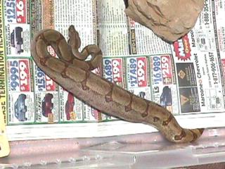 5 month old Hypo