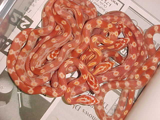 motley sunglow corns