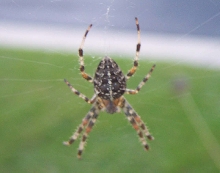 GARDEN SPIDER?