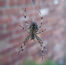 GARDEN SPIDER?