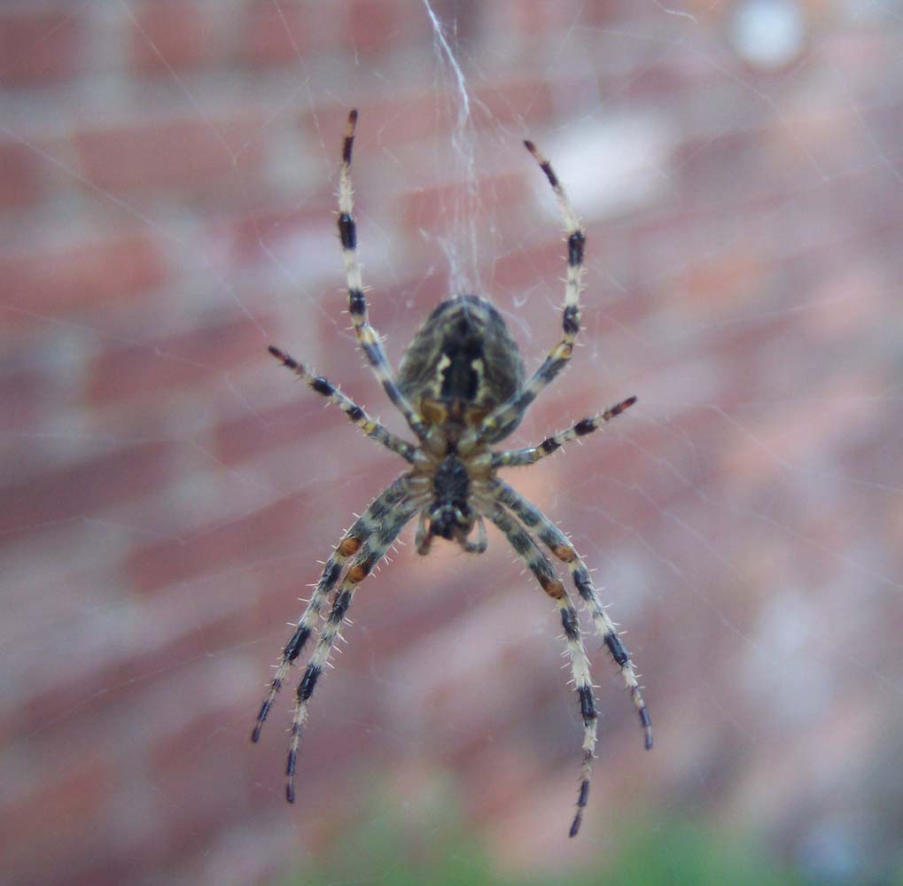 GARDEN SPIDER?