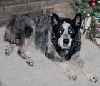 Misty at Christmas 2005
