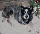 Misty at Christmas 2005
