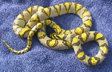 03' male sichuan mandarin
