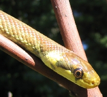 yearling male elaphe longissima portrait