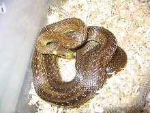 yearling male elaphe longissima