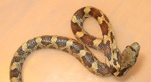 hatchling orange phase texas rat