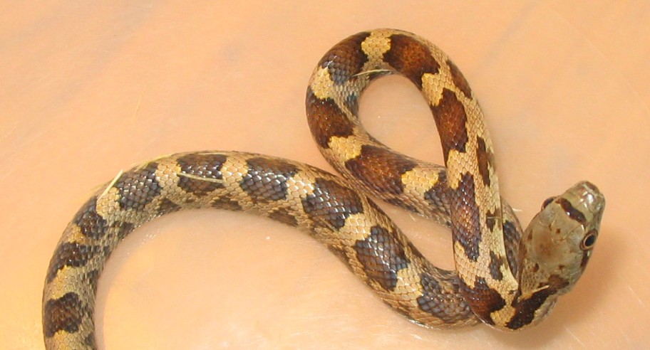 hatchling orange phase texas rat