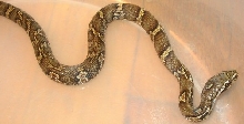 schrencki hatchling