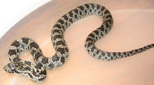 hatchling vulpina