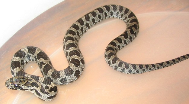 hatchling vulpina