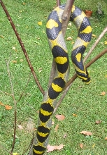 91904 Adult LTC Male Sichuan Mandarin Ratsnake