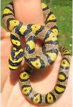Sichuan mandarin female