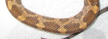 hypo lindy detail