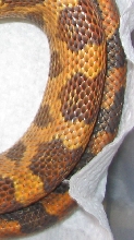 orange phase detail