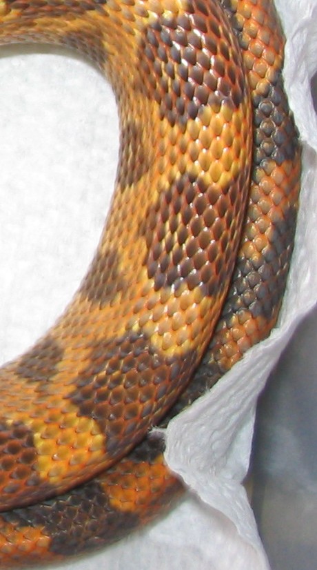 orange phase detail