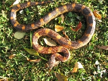 adult orange phase texas ratsnake