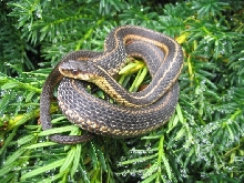 arboreal garter?