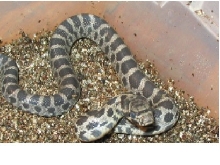 hatching western foxsnake
