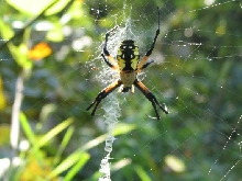 orb spider