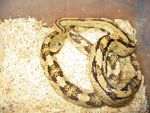 juvenile suboc