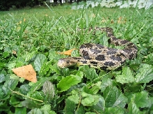 adult western foxsnake
